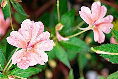 弹珠+肉鸽能有多上头？《球比伦战记》今日上线！是时候好好“玩个球”了